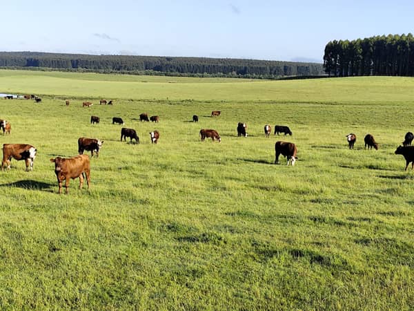 308 hectáreas. Agrícola Ganadero en Durazno Uruguay